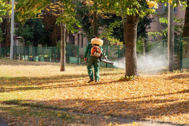 Best Insect Control  in Tornillo, TX